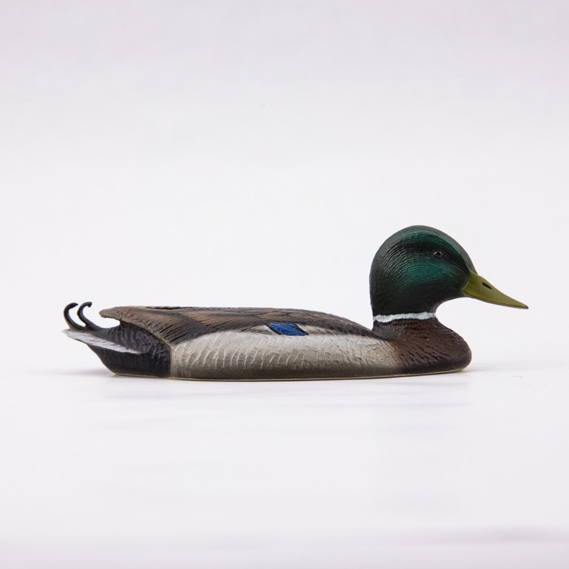 Male Mallard