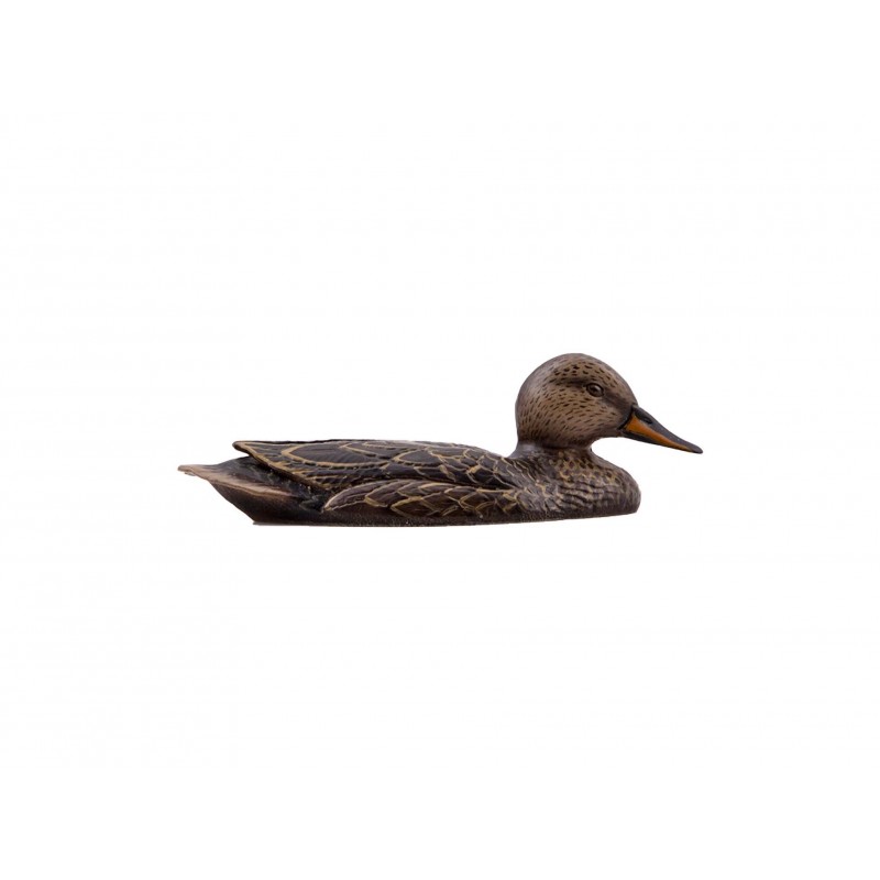 Gadwall female