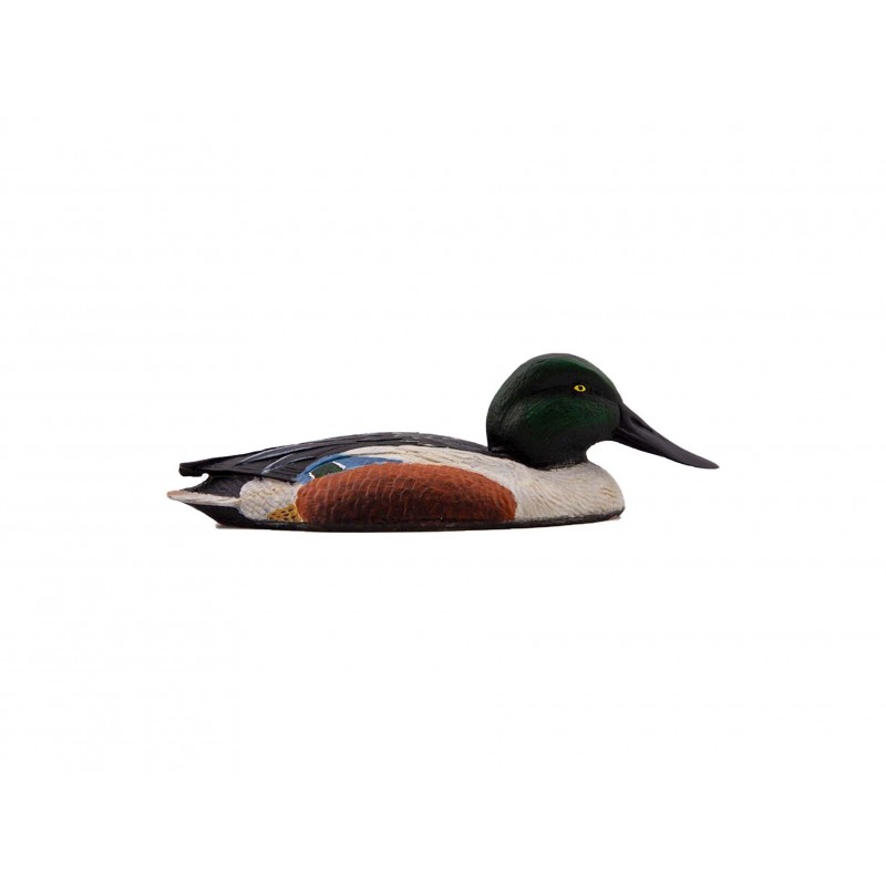 Northern Shoveler